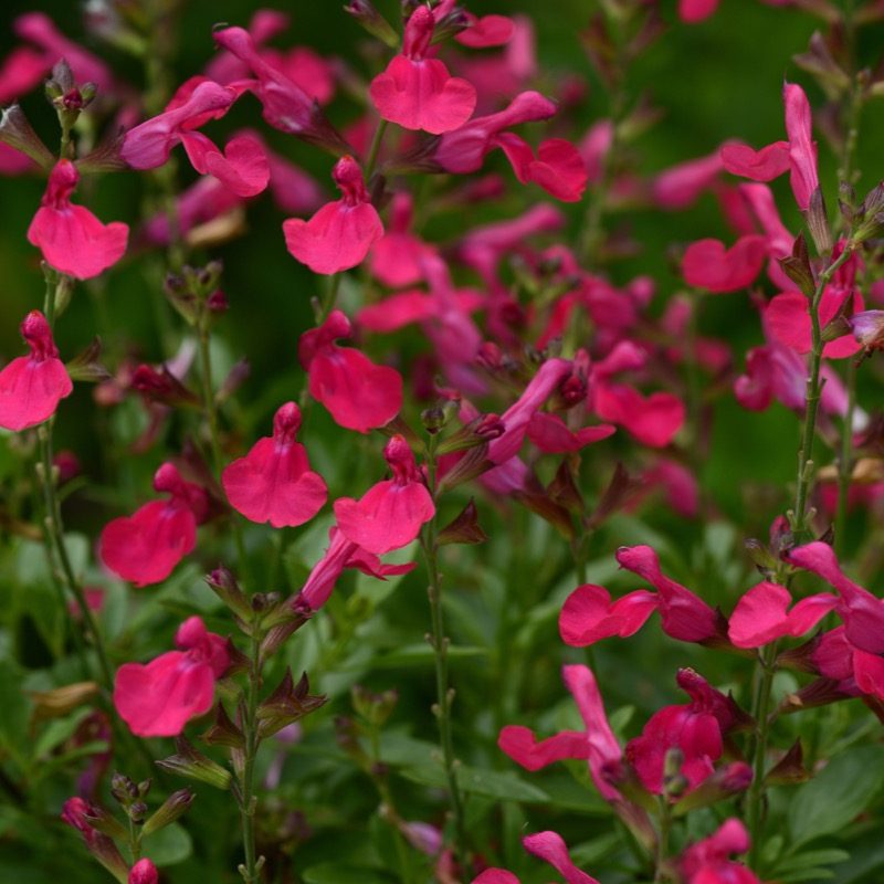 Salvia Greggii 'Mirage Hot Pink'