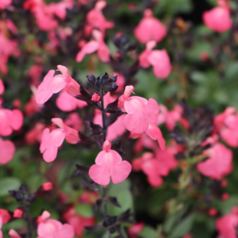 Salvia Greggii 'Mirage Salmon'