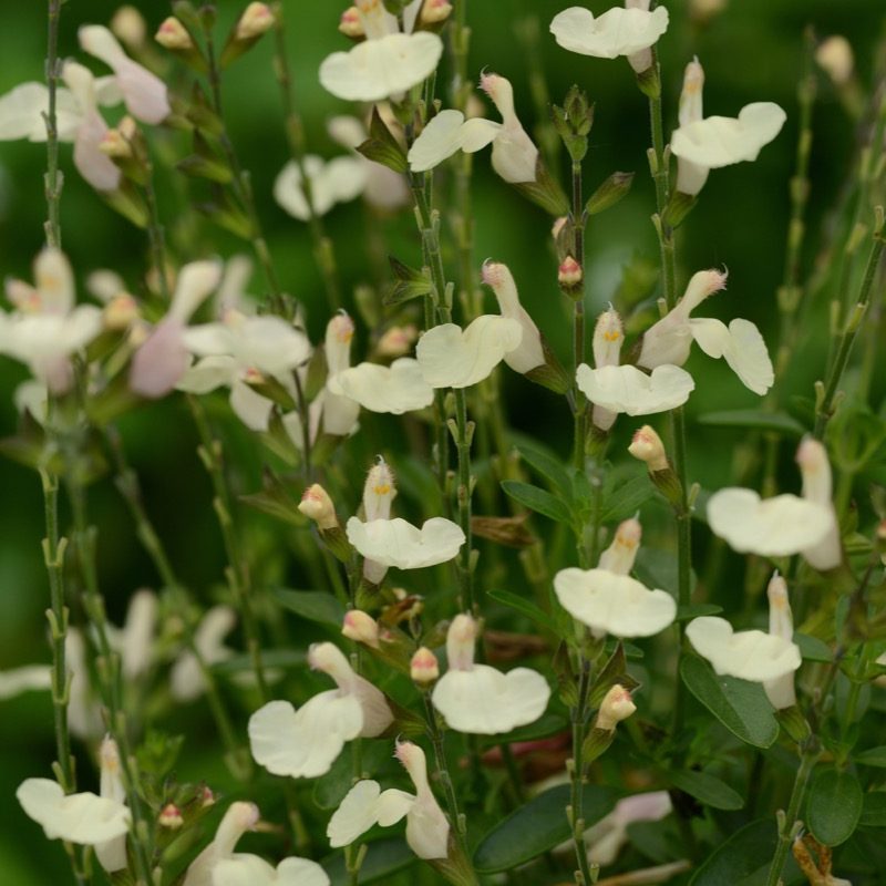 Salvia Greggii 'Mirage White'