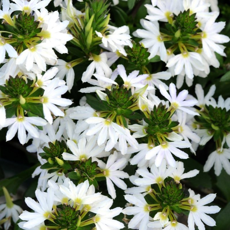 Scaevola White Sparkle Bloom 12892
