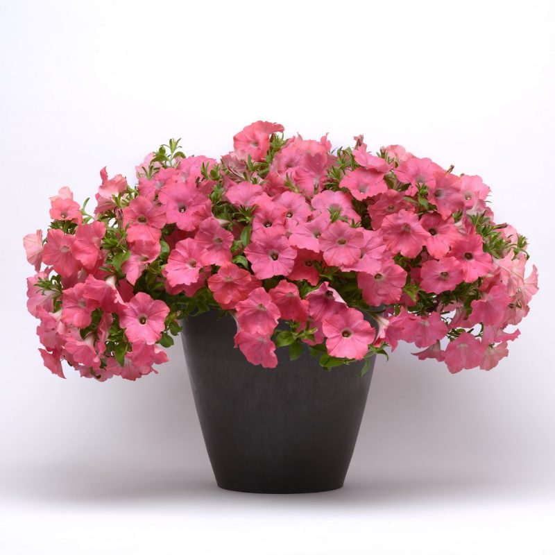Spreading Petunia Easy Wave Coral Reef Poton Sweep 12676