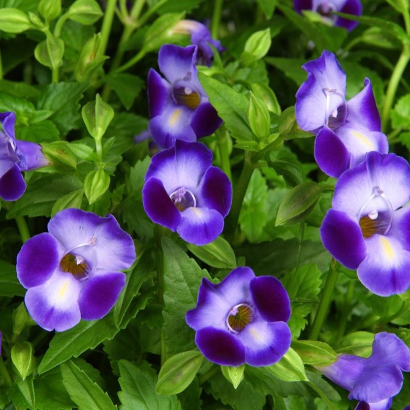 Torenia Moon Purple Bloom 170041