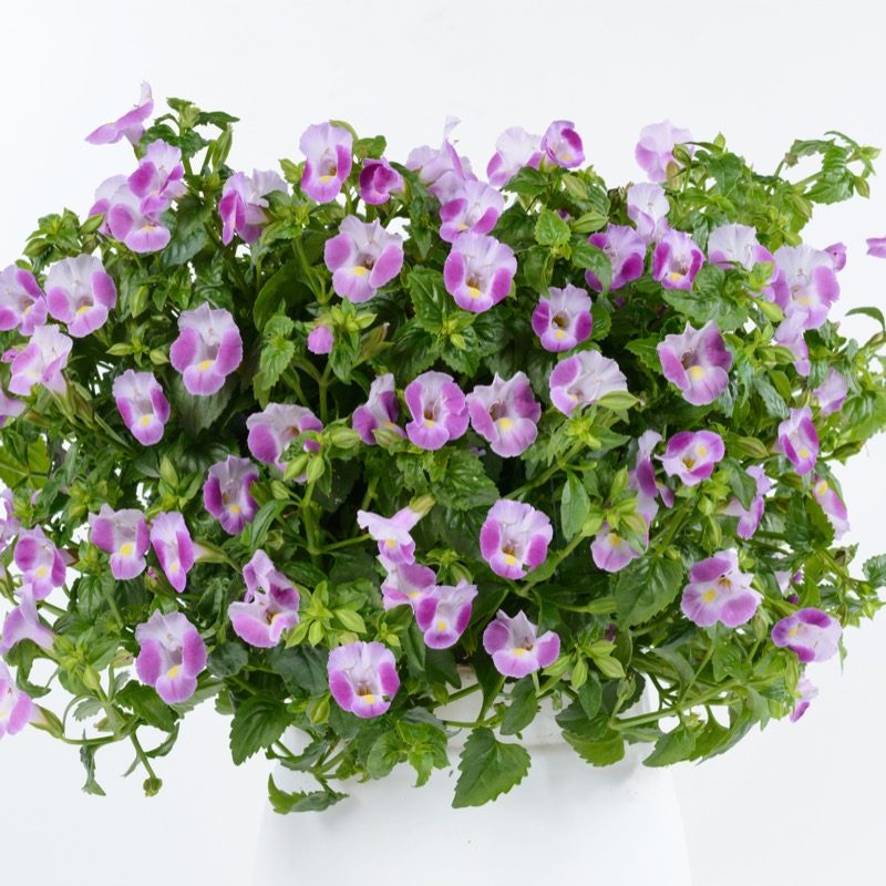 Torenia Rose