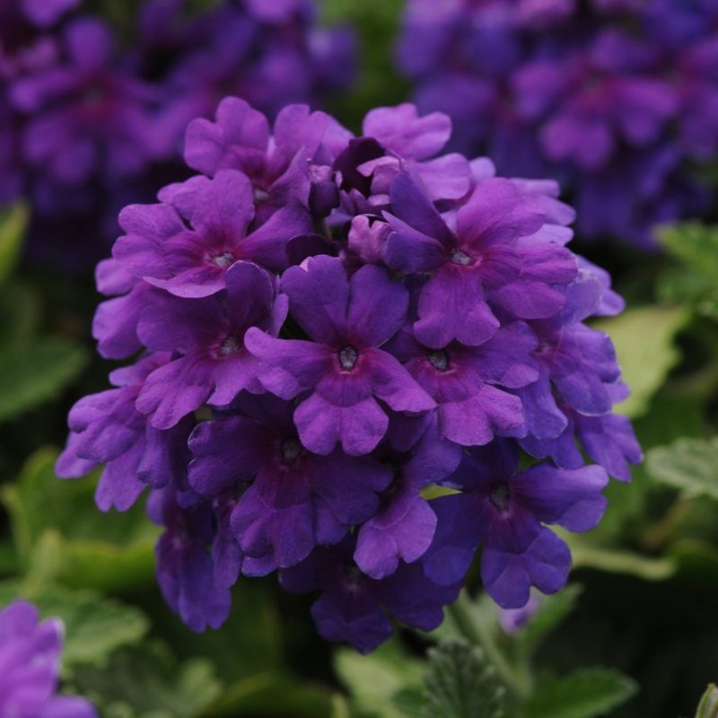 Verbena Endura Scape Dark Purple Bloom 8682