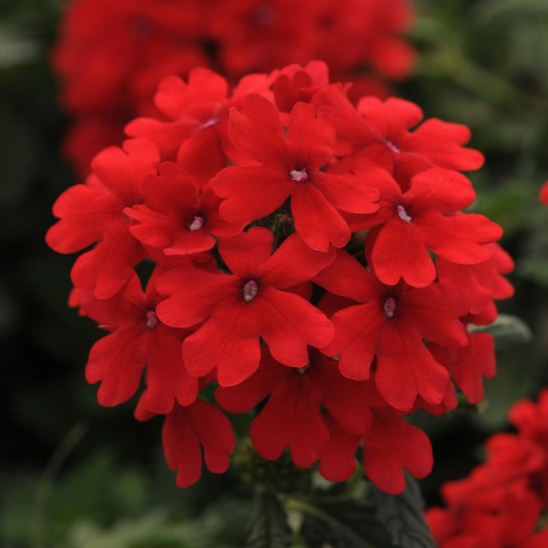 Verbena Endura Scape Red Bloom 9920