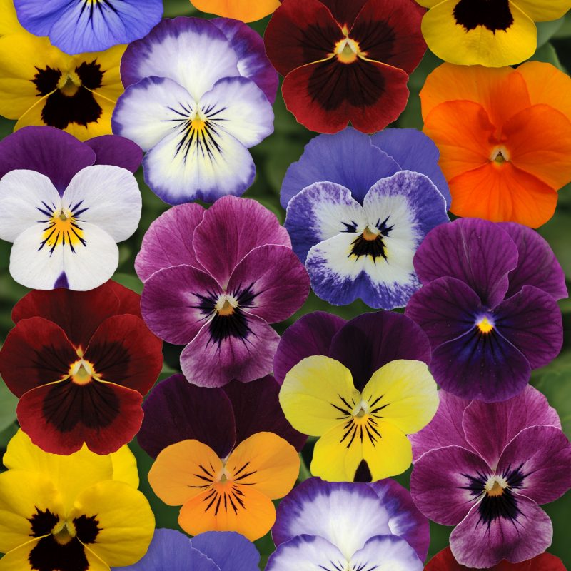 Viola Autumn Select mix
