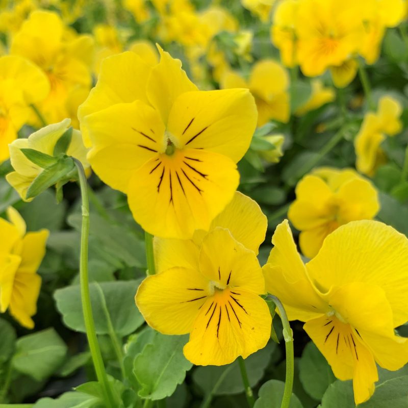 Yellow Viola