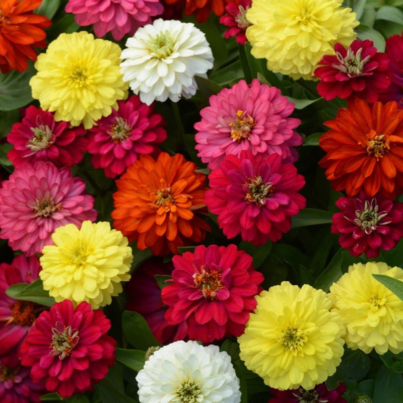 Zinnia Double Zahara Mix Bloom 17674