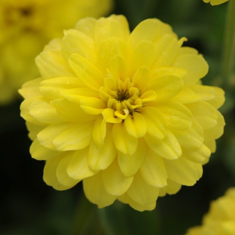 Zinnia Double Zahara Yellow Bloom 9486