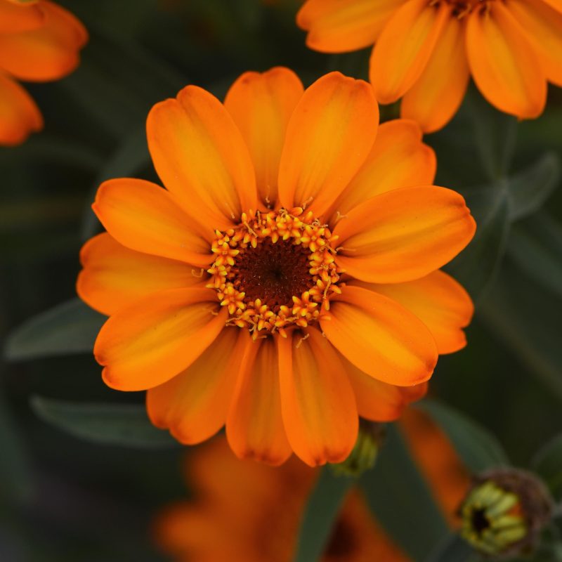 Zinnia Star Orange Bloom 19290