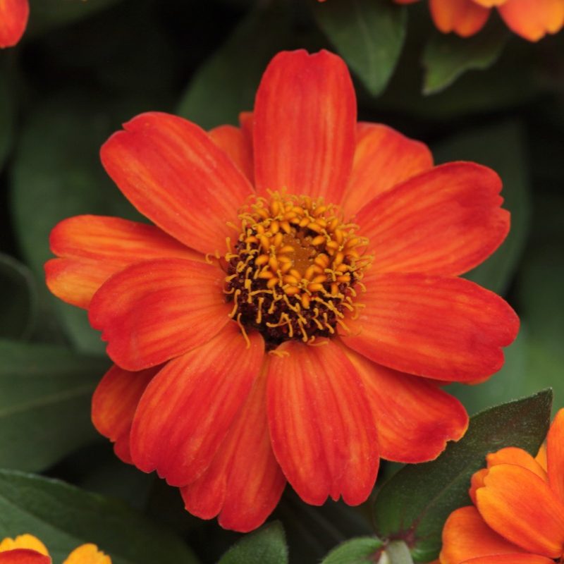 Zinnia Zahara Fire Bloom 9283