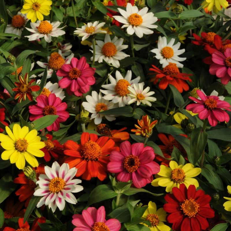 Zinnia Mix