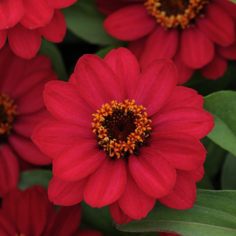 Zinnia Zahara Raspberry Bloom 9239