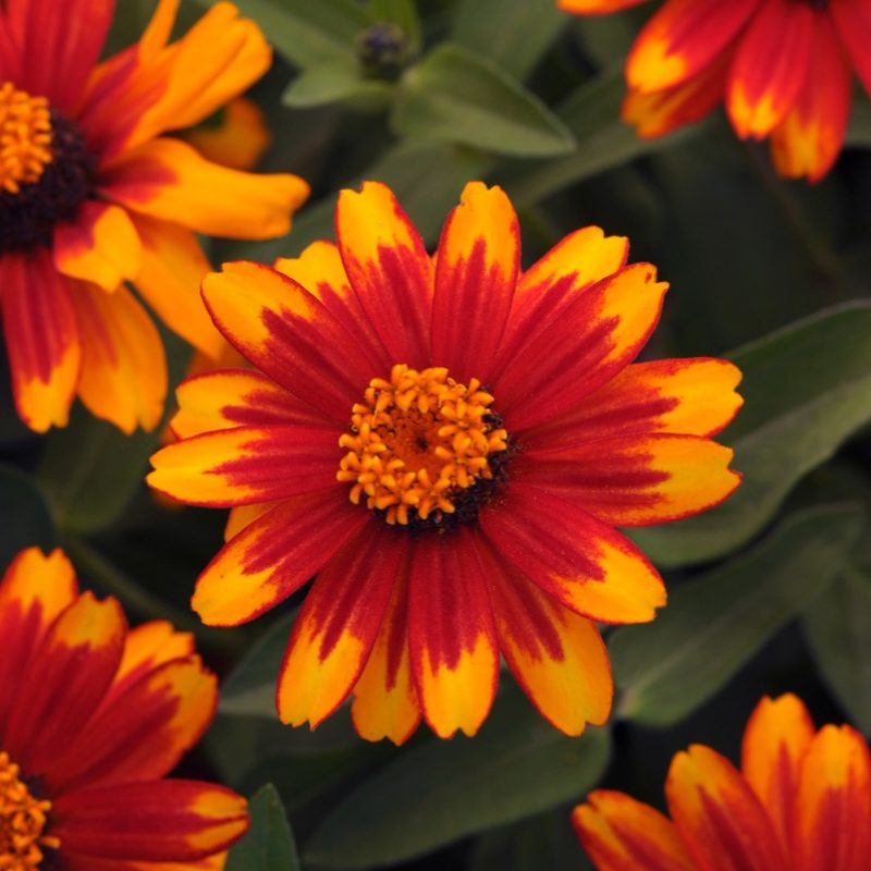 Zinnia Zahara Sunburst Bloom 9230