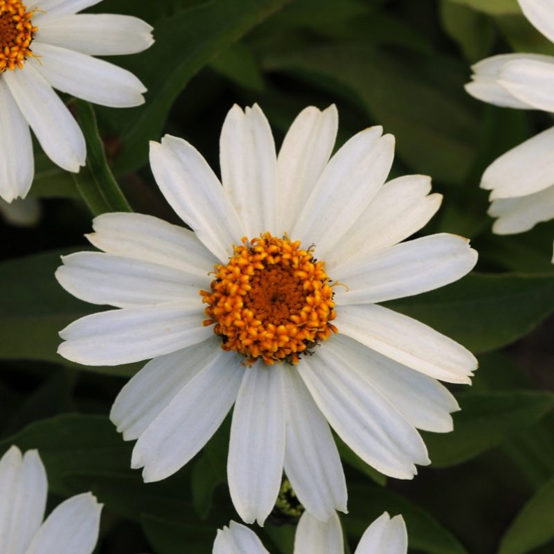 Zinnia Zahara White Bloom 9303