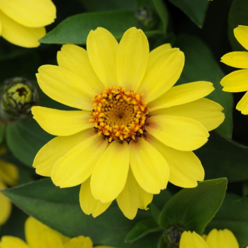 Zinnia Zahara Yellow Improved Bloom 9240