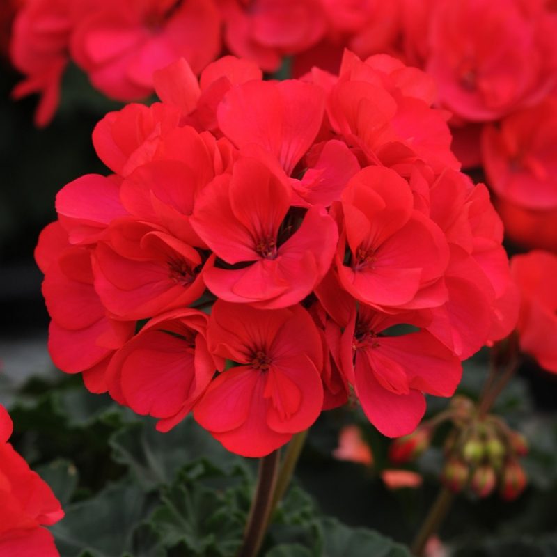 Zonal Geranium Presto Dark Fuchsia Bloom 3874 200402 171208