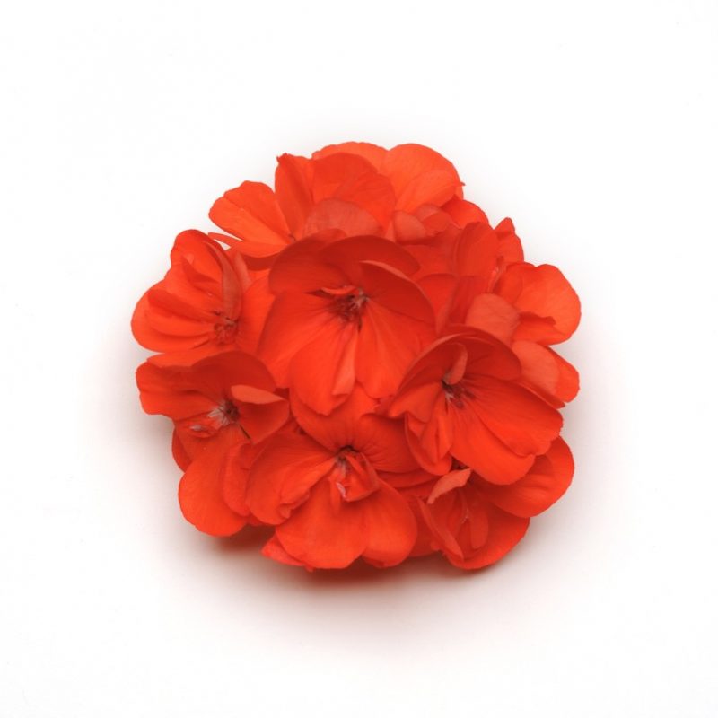 Zonal Geranium Presto Dark Salmon Bloom 3876