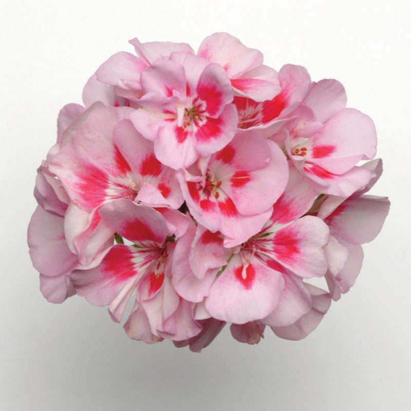 Zonal Geranium Presto Pink Sizzle Bloom 3718