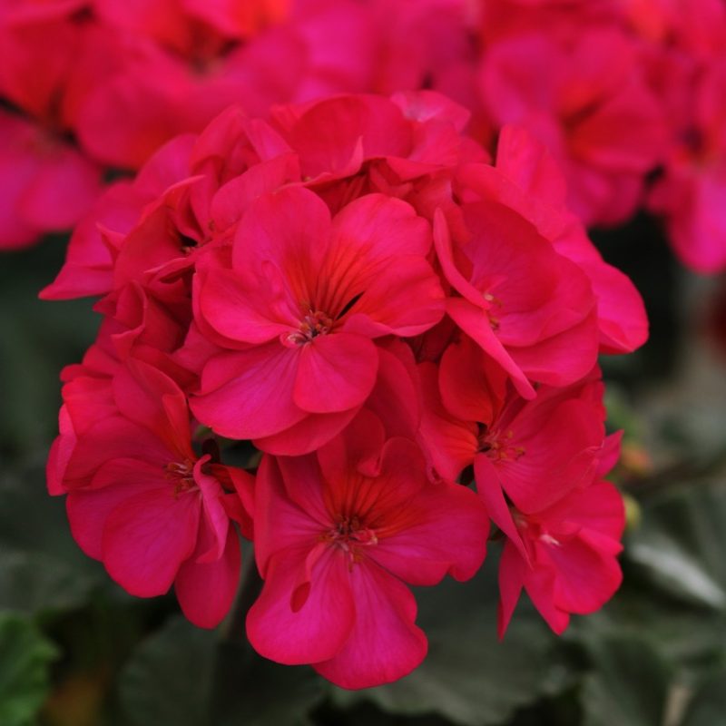 Zonal Geranium Presto Violet Bloom 3852