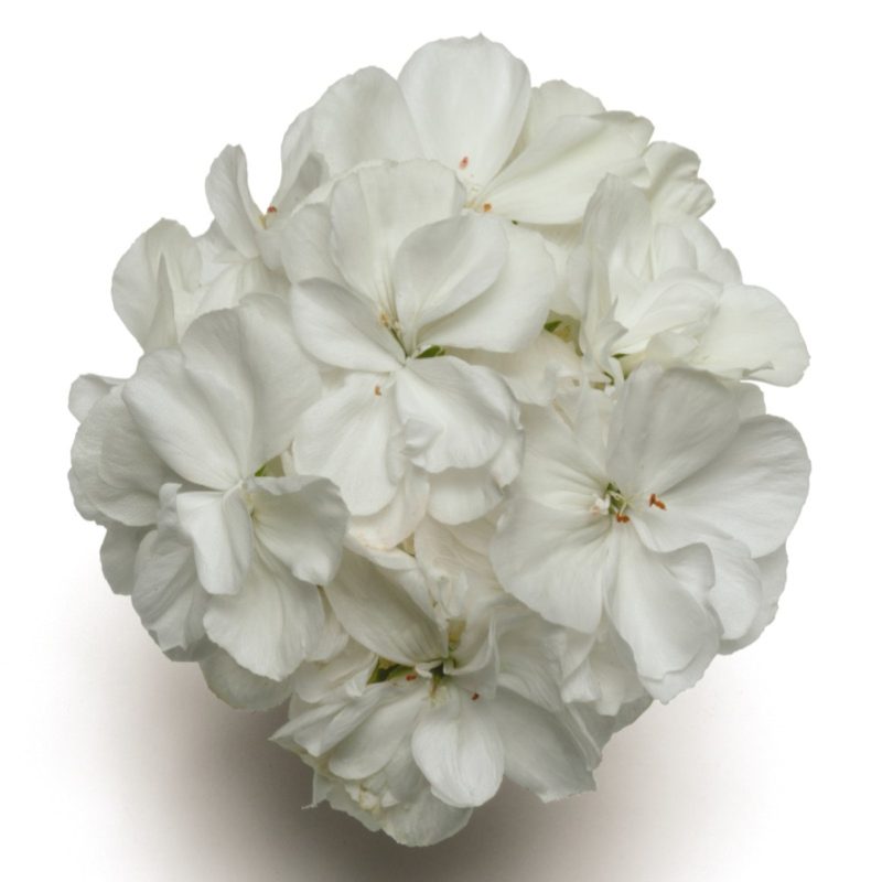 Zonal Geranium Presto White Bloom 449