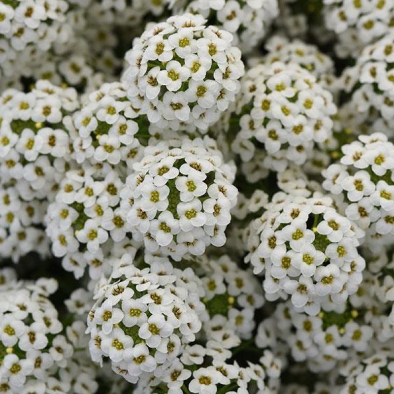 Alyssum