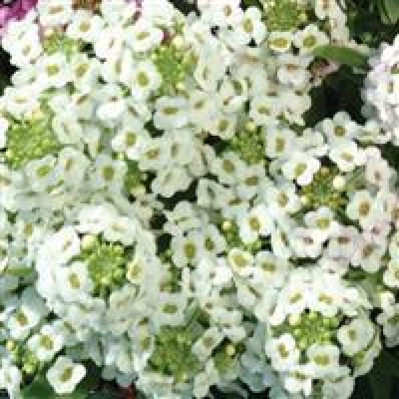 Alyssum