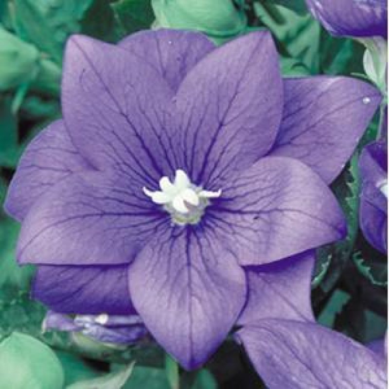 Balloonflower semidoubleblue