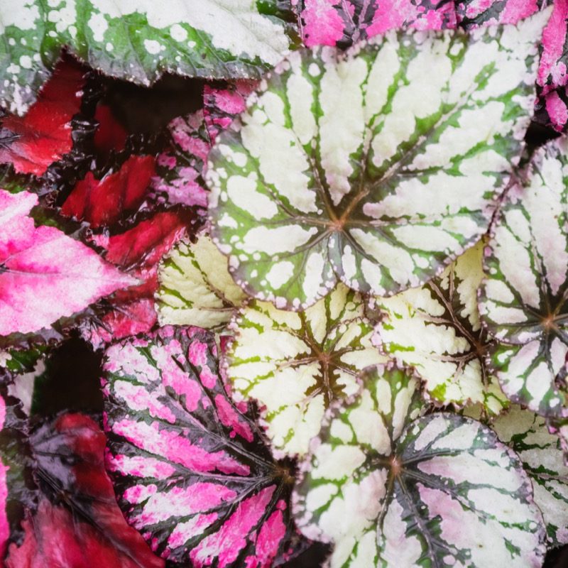 Begonia rex