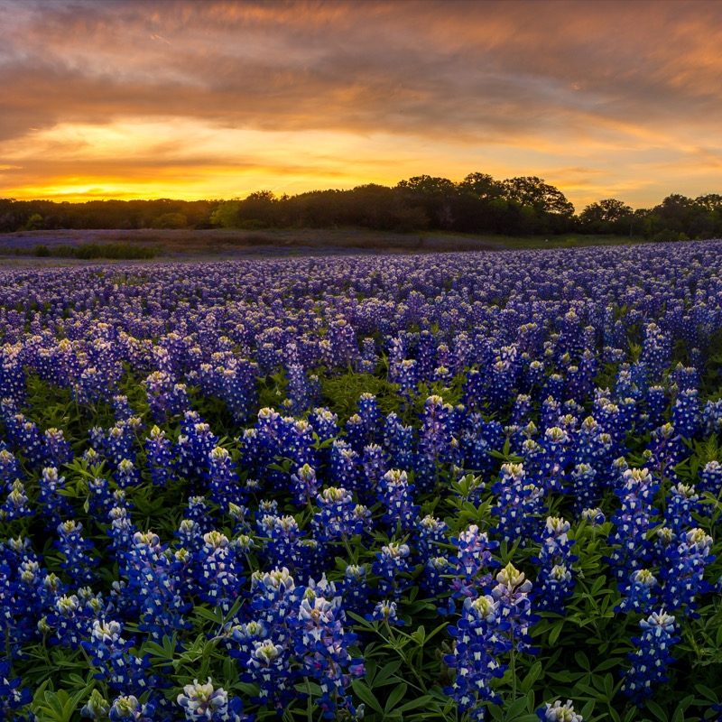 Bluebonnets