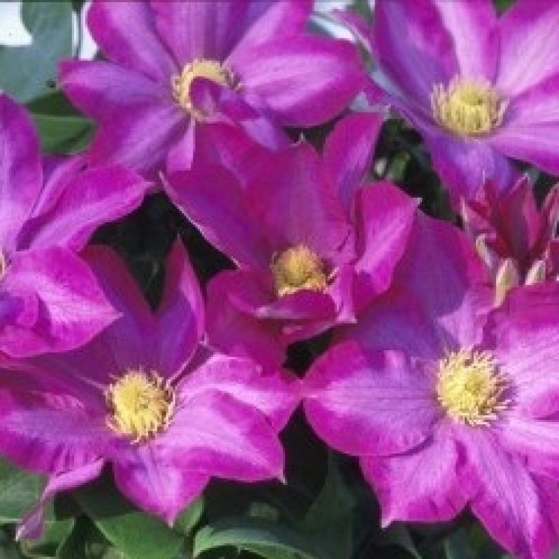 Clematis pinkchampagne