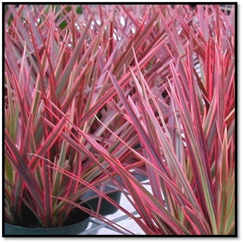 Colorama dracaena