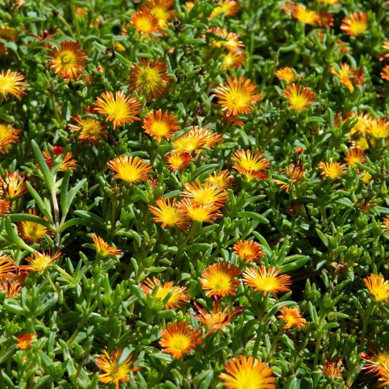 Delosperma orange