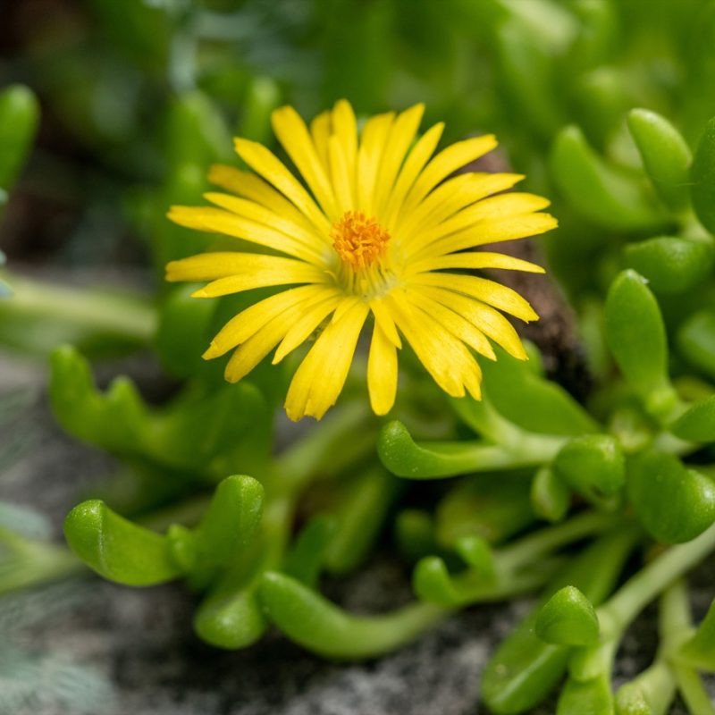 Delosperma yellow