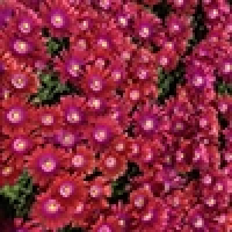 Delosperma granita rasberry