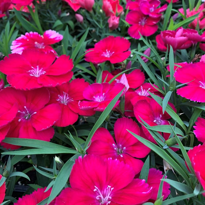 Dianthusrose