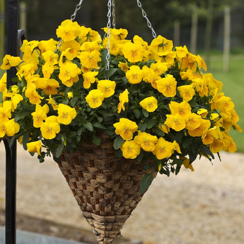 Freefall golden yellow