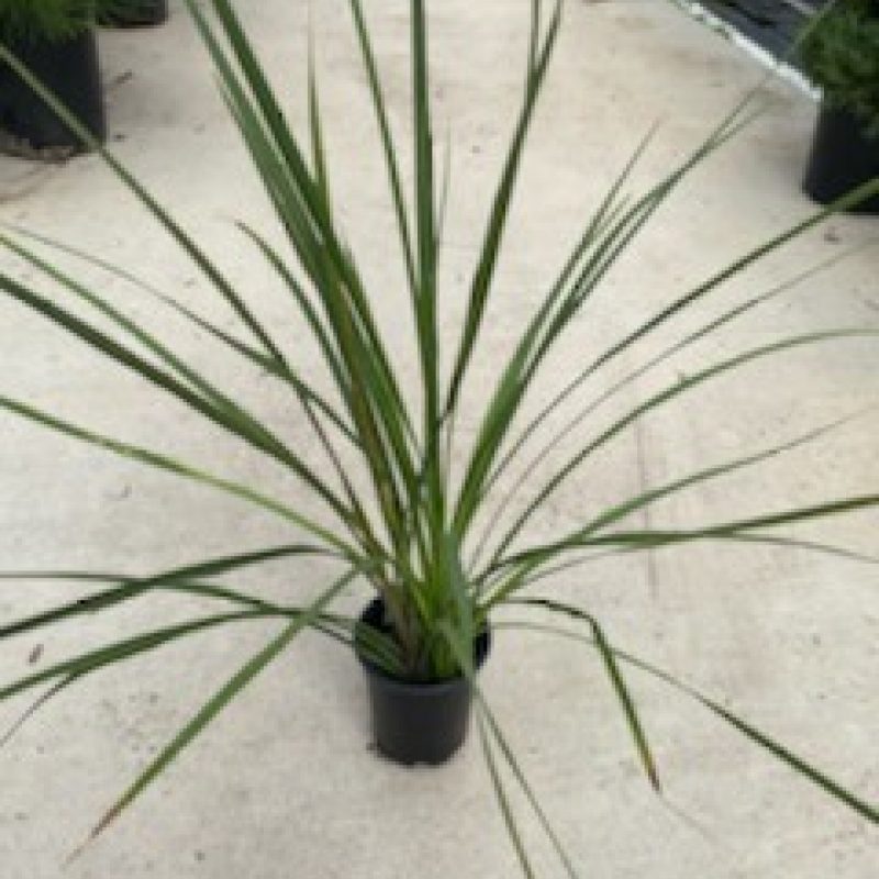 Greenspike
