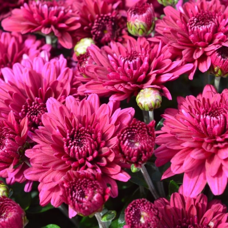 Mum Plumberry purple