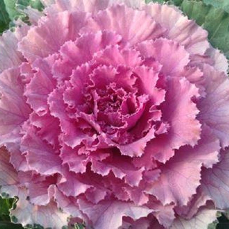 Pinkcabbage