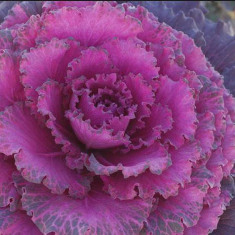 Purplecabbage
