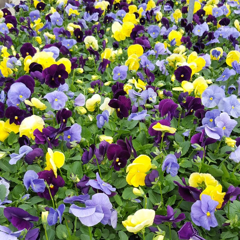 Tricolourmix