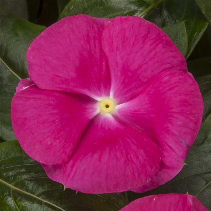 Vinca brightrose