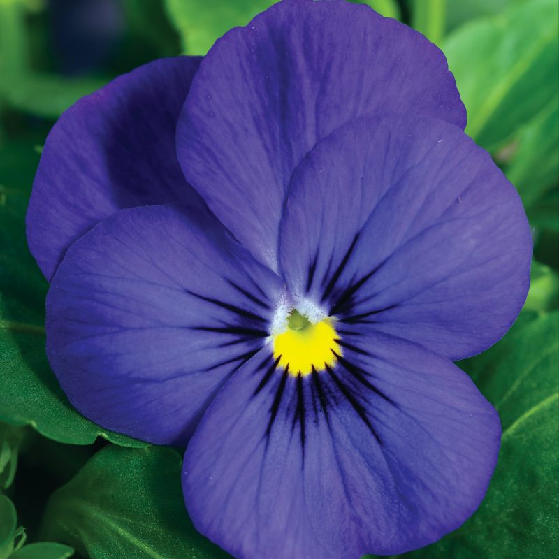 Viola deep blue