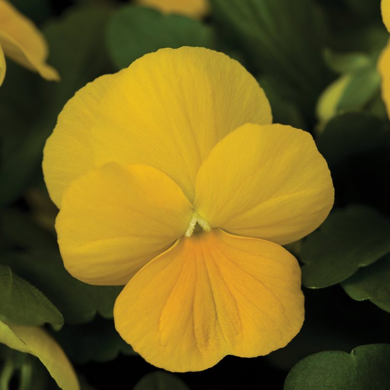 Viola penny yellow