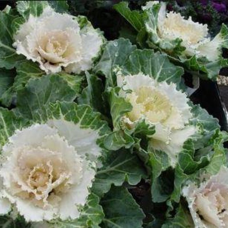 Whitecabbage